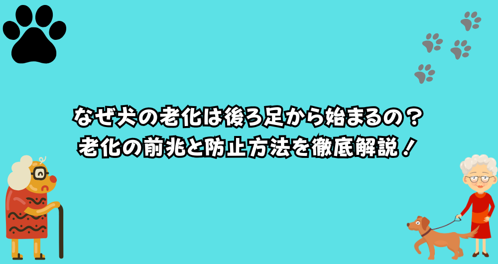 犬の老化は後ろ足からはじまる！老化のサインや老化防止方法を紹介