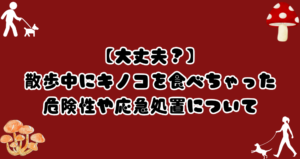 犬がきのこを散歩中に食べても大丈夫?危険性と応急処置法を紹介