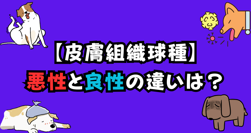 犬の皮膚組織球種の悪性と良性の違いは？老犬に多い理由も紹介