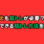 犬も筋トレが必要?筋肉をつけるには何をすべきかを徹底解剖