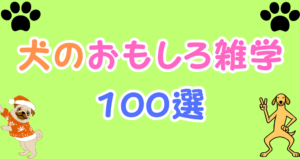 犬の面白い雑学100個まとめてみた。これであなたも犬博士!