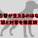 犬に白髪が生える原因と対策！老犬だけじゃない？白髪染めはNG？