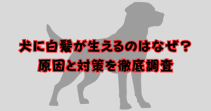 犬に白髪が生える原因と対策！老犬だけじゃない？白髪染めはNG？