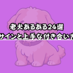 【保存版】老犬あるある24選|変化のサインと上手な付き合い方とは?