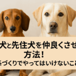 保護犬と先住犬を仲良くさせる方法!関係づくりでやってはいけないこと