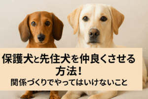 保護犬と先住犬を仲良くさせる方法!関係づくりでやってはいけないこと