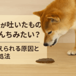【要注意】犬の嘔吐物ががうんちみたい？考えられる原因と対処法