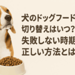 犬のドッグフード切り替えはいつ?失敗しない時期と正しい方法とは