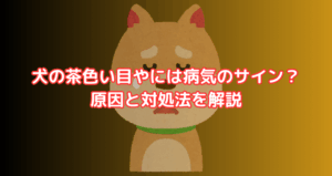 犬の茶色い目やには病気のサイン？原因と対処法を解説