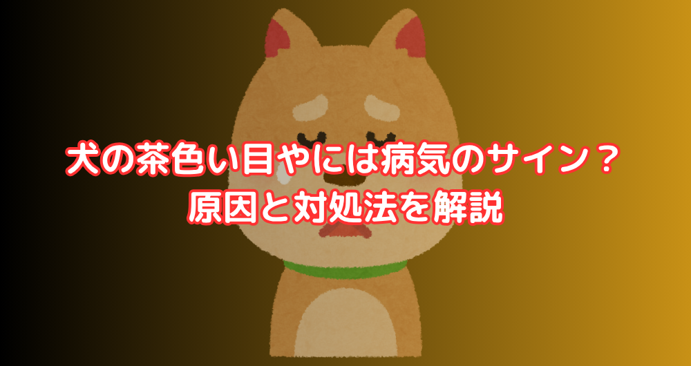 犬の茶色い目やには病気のサイン?原因と対処法を解説