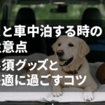 犬と車中泊する時の注意点は?必須グッズと快適に過ごすコツ