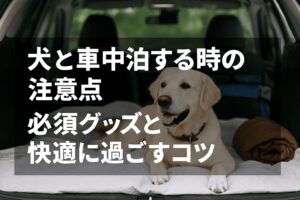 犬と車中泊する時の注意点は?必須グッズと快適に過ごすコツ