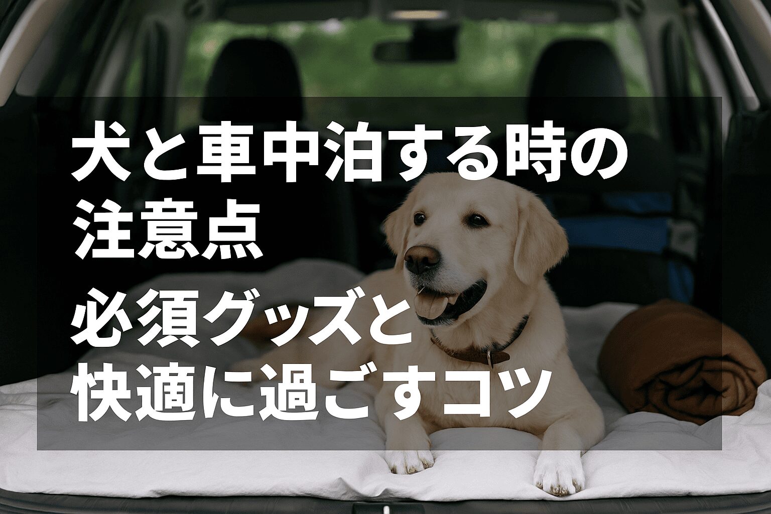 犬と車中泊する時の注意点は？必須グッズと快適に過ごすコツ