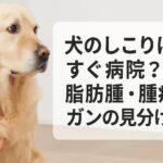 犬のしこりはすぐ病院?脂肪腫・腫瘍・ガンの見分け方
