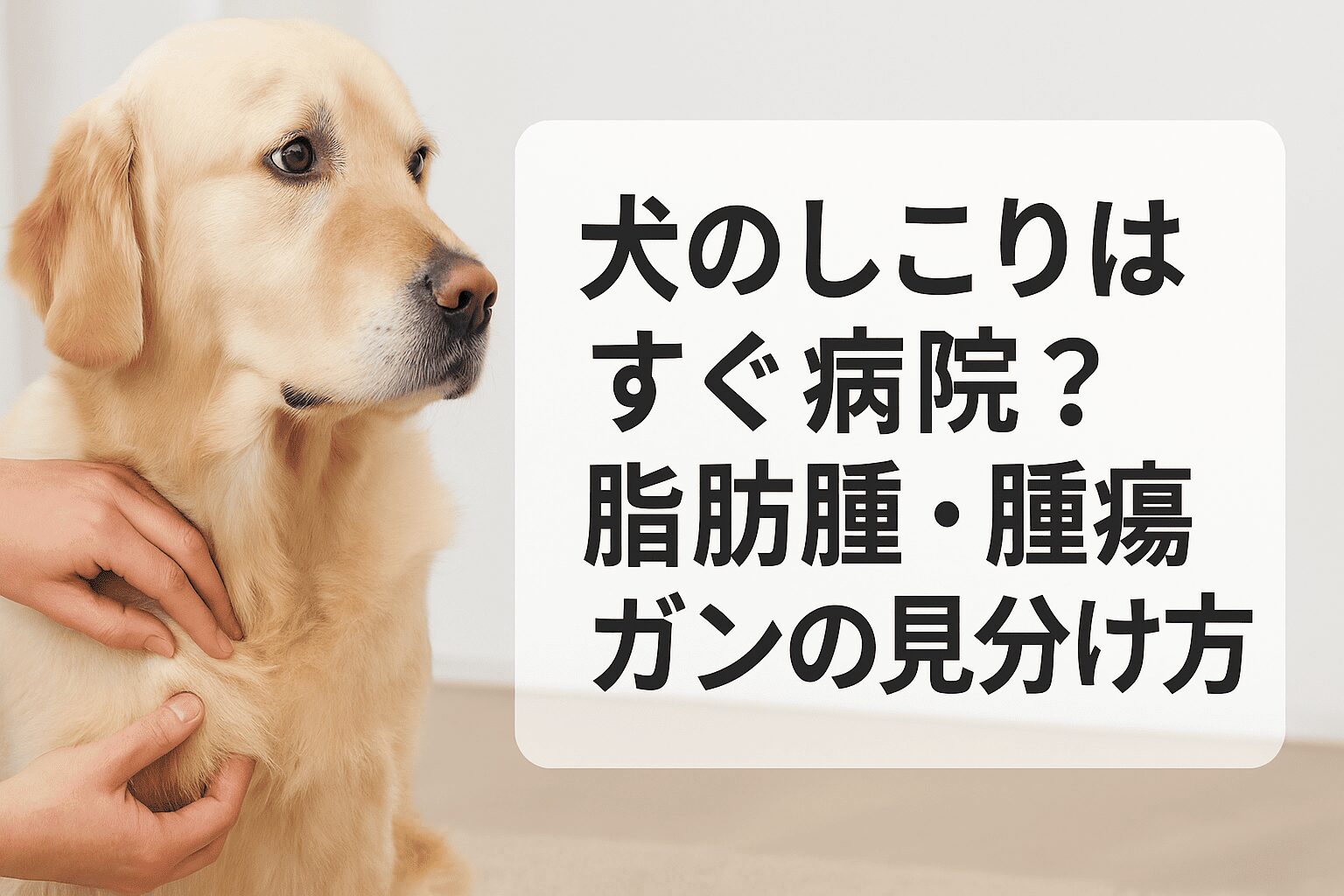 犬のしこりはすぐ病院?脂肪腫・腫瘍・ガンの見分け方