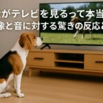 犬がテレビを見るって本当?映像と音に対する驚きの反応とは