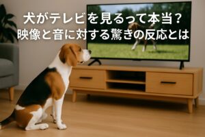 犬がテレビを見るって本当?映像と音に対する驚きの反応とは