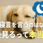 犬が寝言を言うのはなぜ？夢を見るって本当？