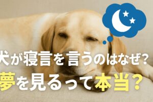 犬が寝言を言うのはなぜ？夢を見るって本当？